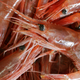 shrimp (from maine)